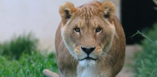 louga-circus-lion-france-shamwari-south-africa