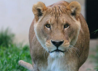 louga-circus-lion-france-shamwari-south-africa