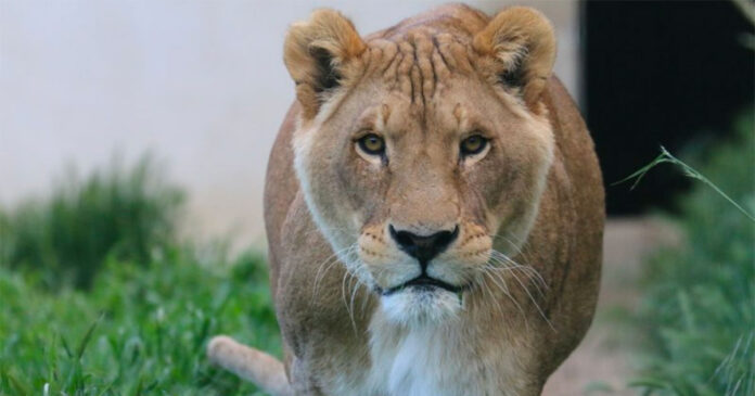 louga-circus-lion-france-shamwari-south-africa