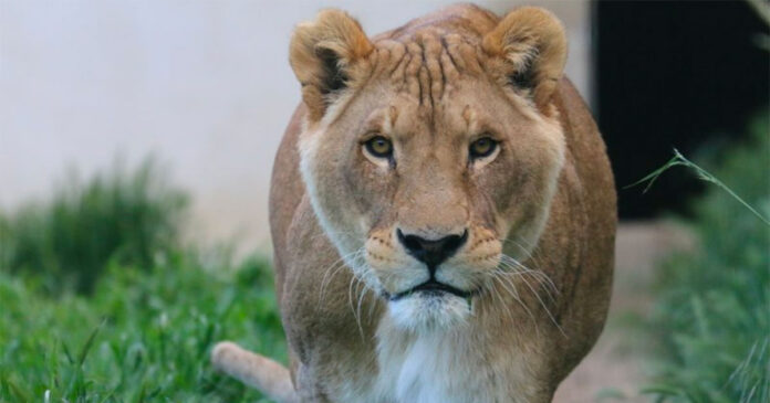 louga-circus-lion-france-shamwari-south-africa louga-circus-lion-france-shamwari-south-africa