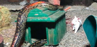 NSPCA Wins Major Reptile Case in South Africa