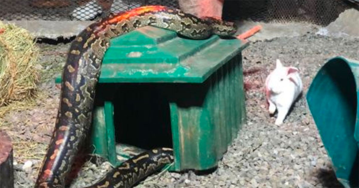 NSPCA Wins Major Reptile Case in South Africa