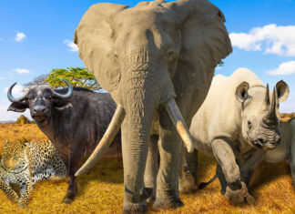 New IPSOS Survey Reveals Majority (68%) of South Africans Oppose Trophy Hunting