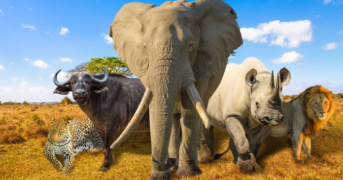 th-hsi-trophy-hunting-south-africa-iStock-1086993806 New IPSOS Survey Reveals Majority (68%) of South Africans Oppose Trophy Hunting