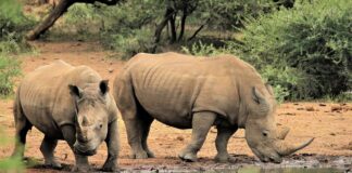 Rhino poaching statistics for South Africa 2021. Photo: Pixabay