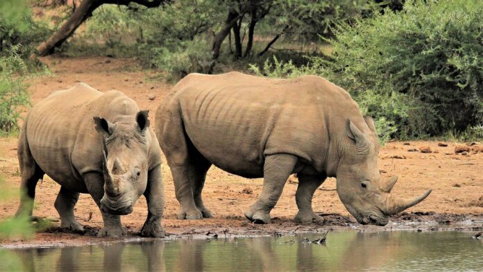 white rhino south africa KZN Rhino Poaching Report