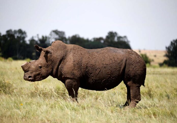 World Bank Sells First 'Rhino' Bond World Bank Sells First 'Rhino' Bond