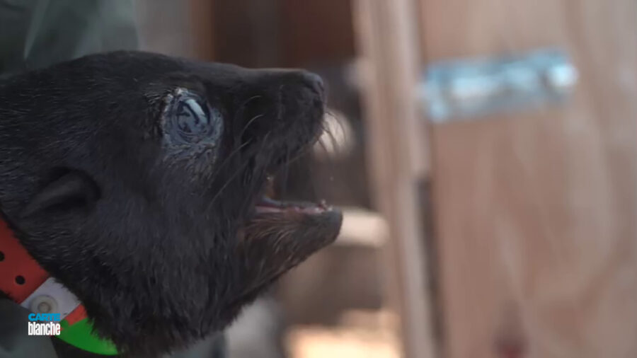 Carte Blanche: What's Causing So Many Cape Fur Seals to Wash Up Dead?