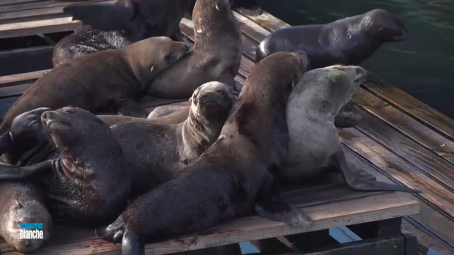 Carte Blanche: What's Causing So Many Cape Fur Seals to Wash Up Dead?