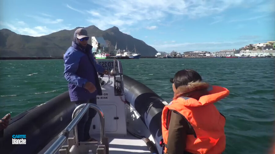 Carte Blanche: What's Causing So Many Cape Fur Seals to Wash Up Dead?