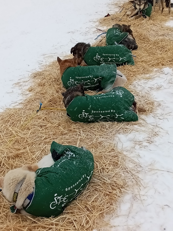 Iditarod South African Gerhardt Thiart