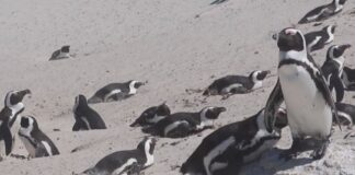 African Penguins Face Extinction Within Decades