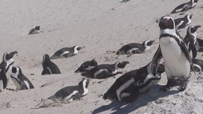 African Penguins Face Extinction Within Decades