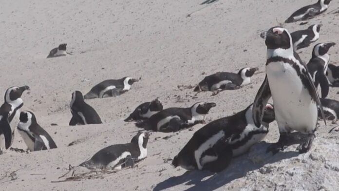 African Penguins Face Extinction Within Decades African Penguins Face Extinction Within Decades