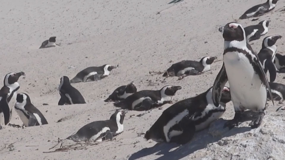 African Penguins Face Extinction Within Decades