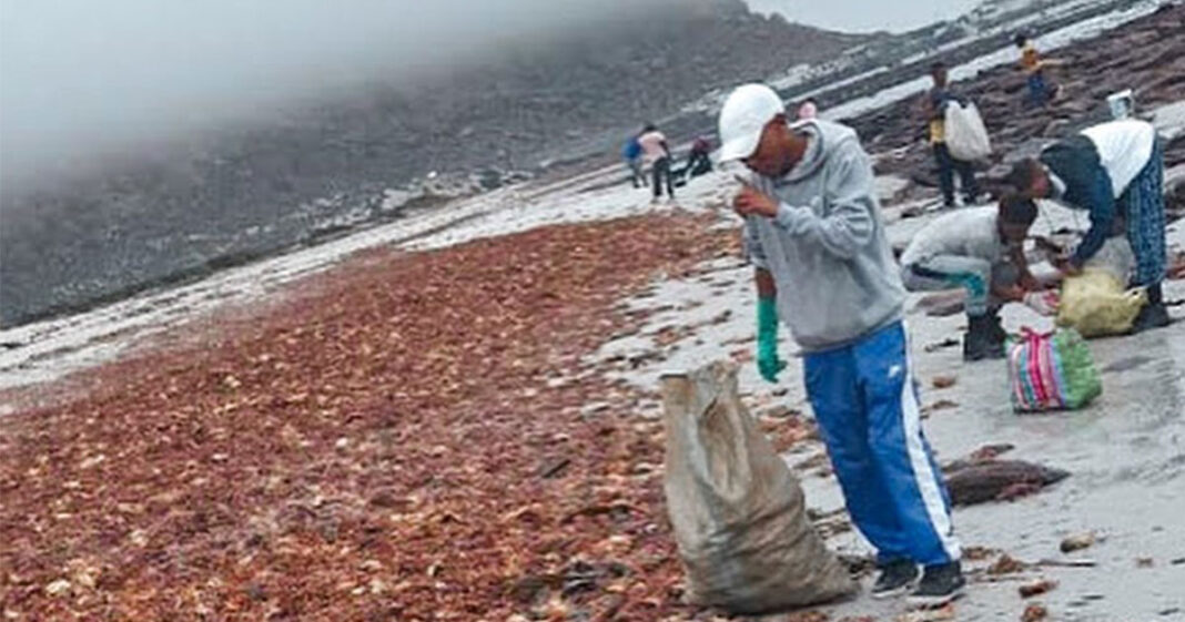 5 tons of rock lobster walk out of ocean due to red tide PICTURE