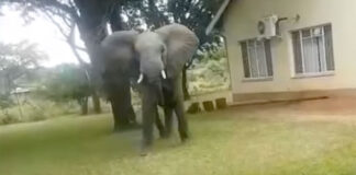 elephant-in-garden-kruger-blog