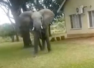 elephant-in-garden-kruger-blog
