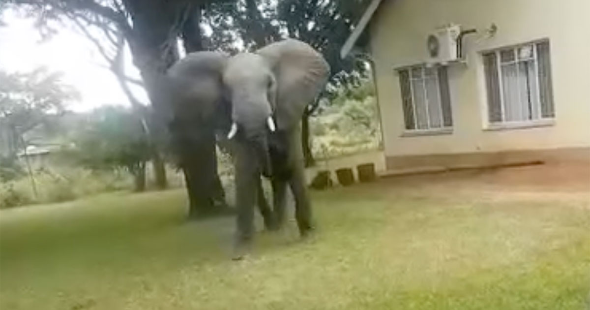 elephant-in-garden-kruger-blog