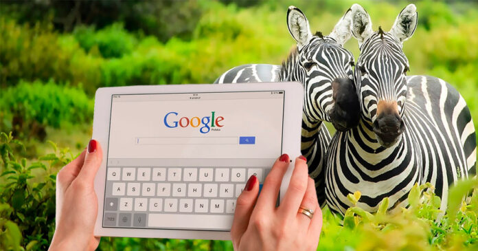 google-cable-in-africa Google Cable Arrives in Africa, Bringing Faster Internet By Year End