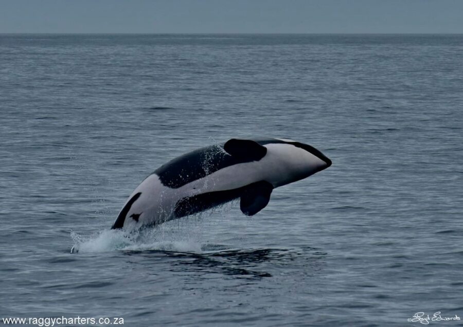 killer whales in Algoa Bay South Africa