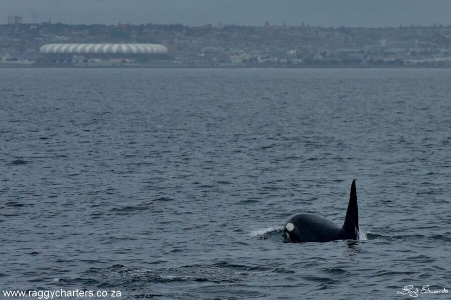 This male swims towards the Nelson Mandela Bay rugby stadium. killer whales in Algoa Bay South Africa