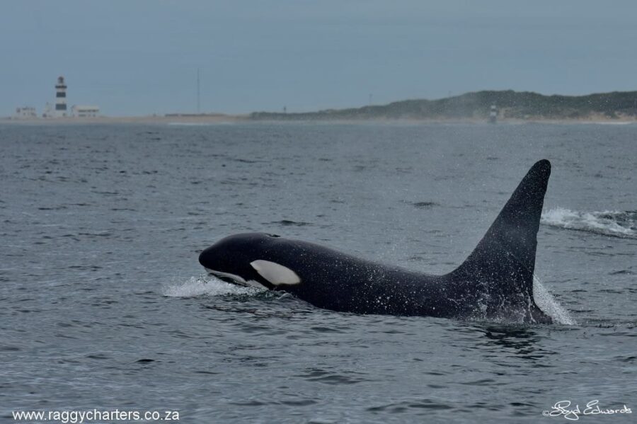 Image taken with a Nikon D810 full frame, ISO 220, 150mm zoom, f/8 and 1/1250th second. This large male has a notch half way up his dorsal fin and is well known along the South African coast. Cape Recife lighthouse is in the background. The light was not the best with overcast conditions. killer whales in Algoa Bay South Africa