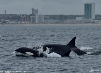 killer whales in Algoa Bay South Africa
