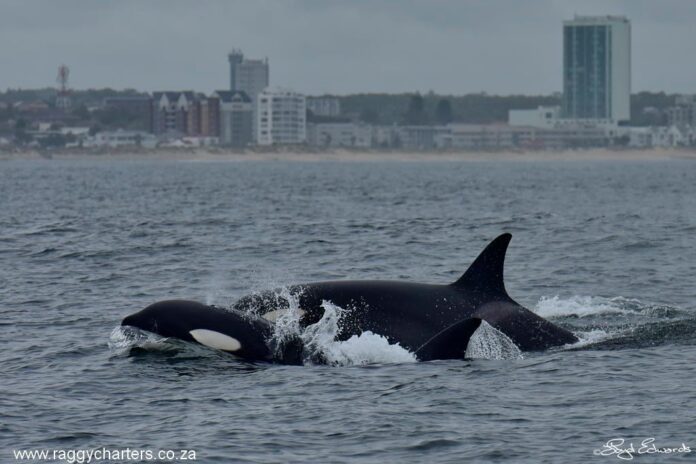 killer whales port elizabeth killer whales in Algoa Bay South Africa