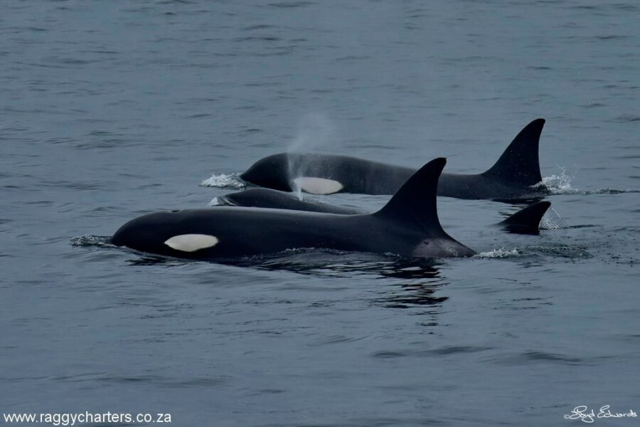 killer whales in Algoa Bay South Africa