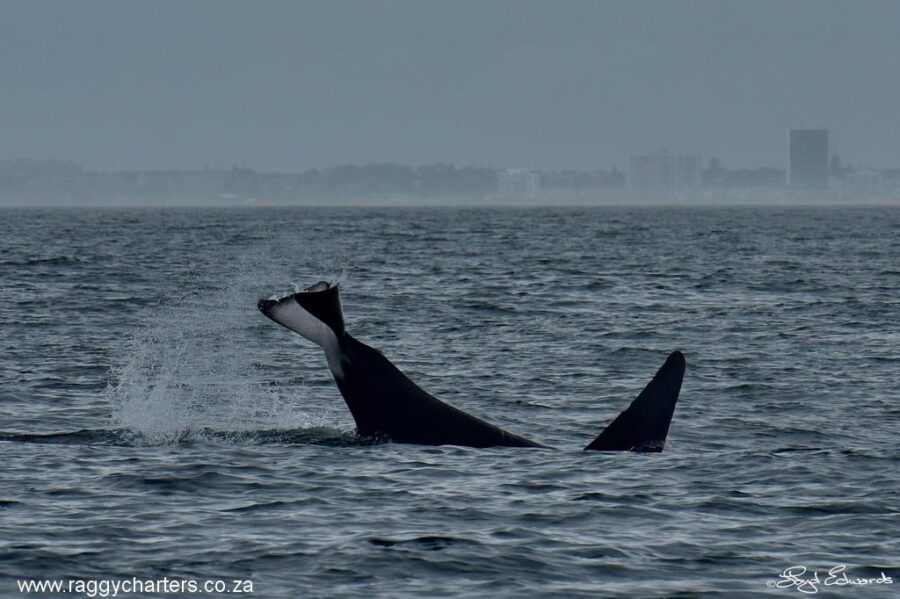 A male killer whale slaps his large tail on the surface. Could this be a warning to us to keep our distance? killer whales in Algoa Bay South Africa