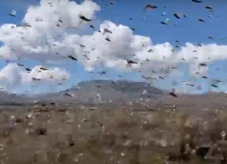 Locusts Swarm Karoo Skies in Biblical Proportions, and Wreak Havoc on Crops. Video screenshot
