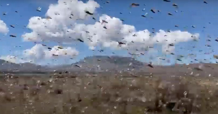 locust-swarms-karoo-sky Locusts Swarm Karoo Skies in Biblical Proportions, and Wreak Havoc on Crops. Video screenshot
