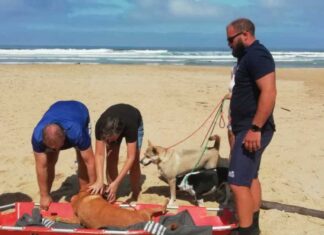 nsri assists family dog