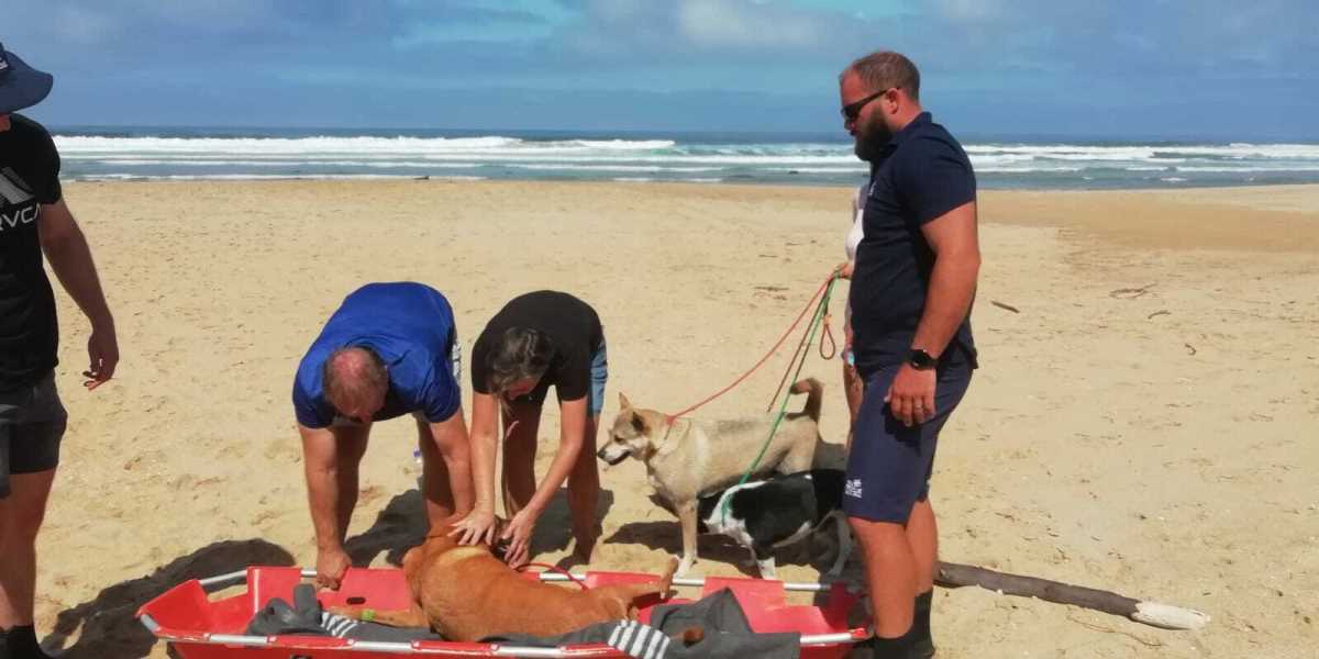 nsri assists family dog