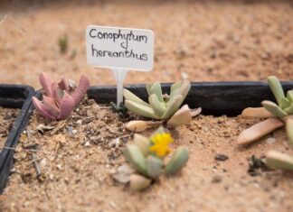 Plant poaching South Africa
