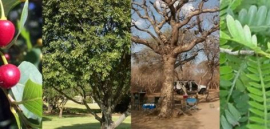 South Africa protected trees list: Red and Pink Ivory (Berchemia zeyheri), the Jackal Berry (Diospyros mespiliformis), Manketti (Schinziophyton rautanenii) and the Umtiza (Umtiza listeriana).