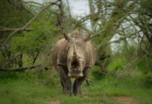 rhino poaching South Africa