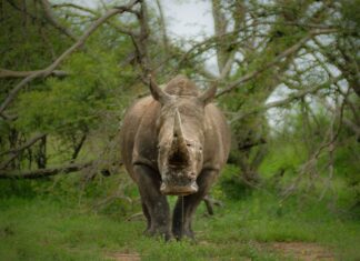 rhino poaching South Africa