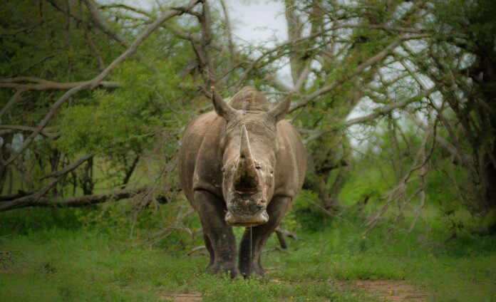 rhino poaching pix rhino poaching South Africa