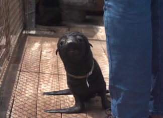 Carte Blanche: What's Causing So Many Cape Fur Seals to Wash Up Dead?