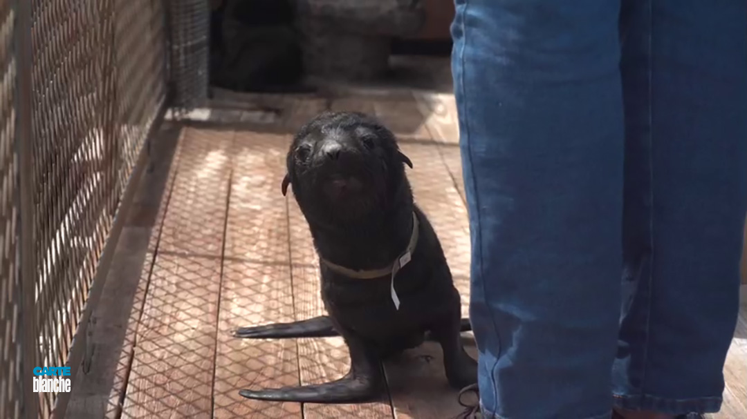 Carte Blanche: What's Causing So Many Cape Fur Seals to Wash Up Dead?