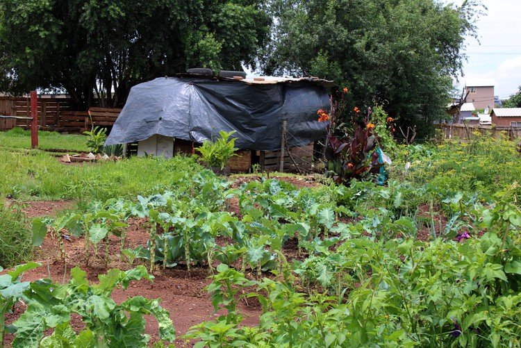 soweto_food_garden