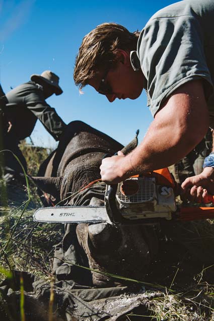 Rhino translocation relocation KZN South Africa
