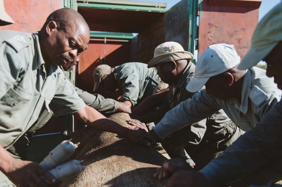 Rhino translocation KZN