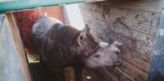 rhino translocation