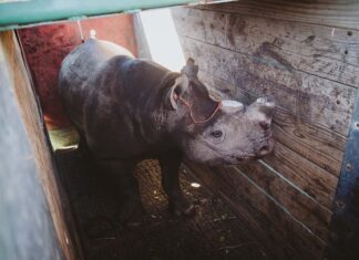 rhino translocation