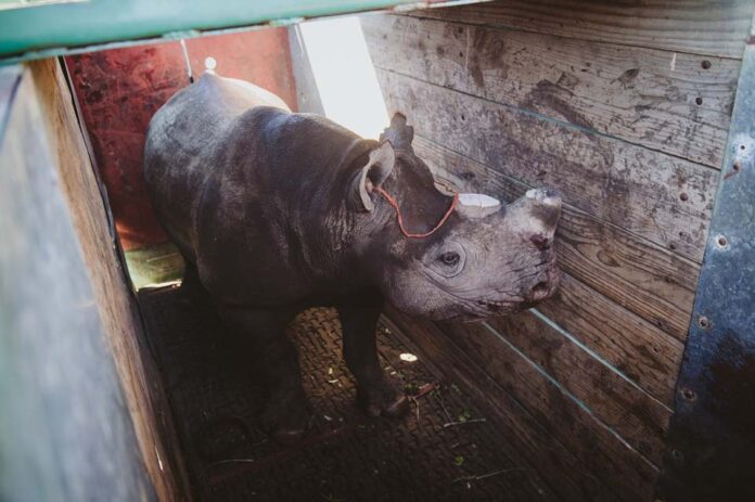 20220414-_Ween_BREP_CaseyPratt_LoveAfricaMarketingDSC_9618 rhino translocation