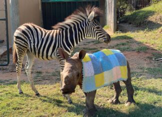 Baby Zebra and Rhino Daisy and Modjadji Care for the Wild Rhino Sanctuary