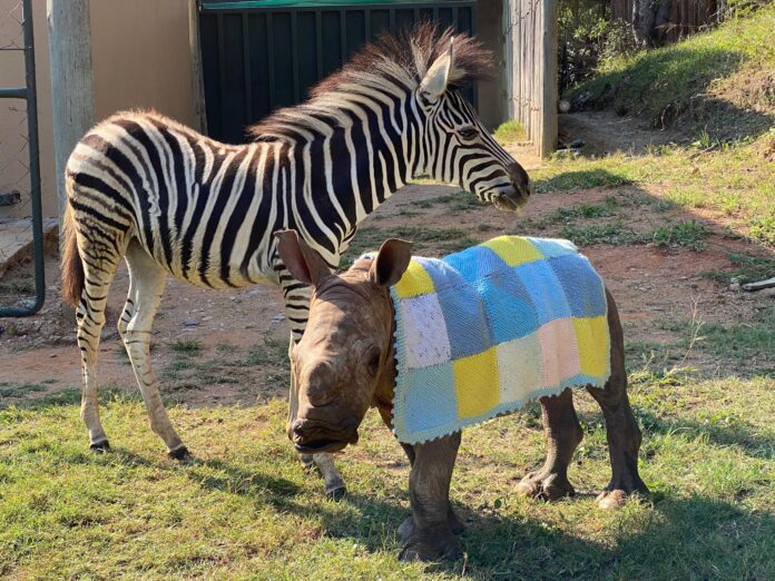 Baby Zebra and Rhino Daisy and Modjadji Care for the Wild Rhino Sanctuary
